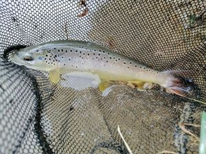 Brown Trout