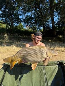 Common Carp