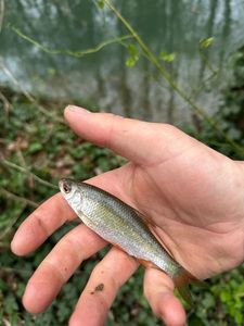Roach