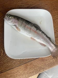 Cutthroat Trout