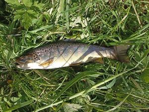 Brown Trout