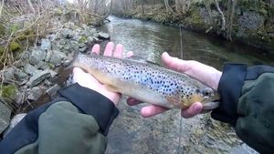 Brown Trout