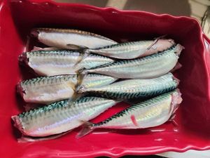 Mackerel