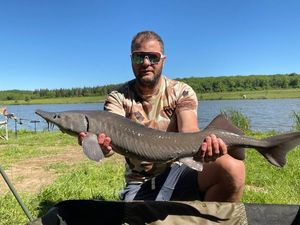 Siberian Sturgeon