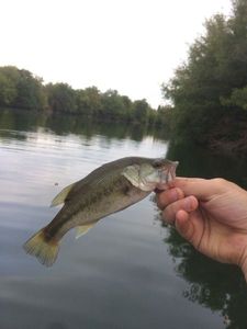 Largemouth Bass