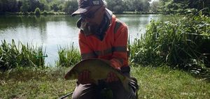 Common Bream