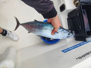 Skipjack Tuna