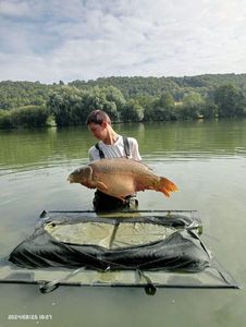 Mirror Carp