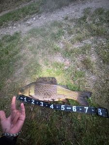 Common Carp