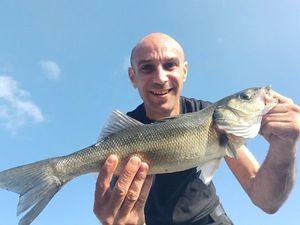 European Bass (Seabass)