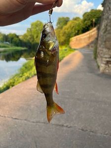 European Perch