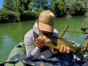 Largemouth Bass