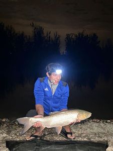 Grass Carp