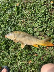 Common Carp