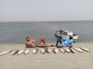 Giant African Threadfin