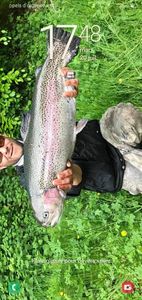 Rainbow Trout