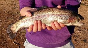 Rainbow Trout