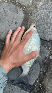 Common Bream