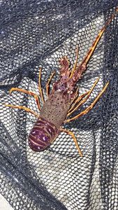 Norway Lobster