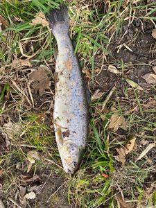 Brown Trout