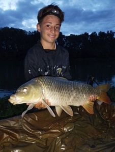 Common Carp