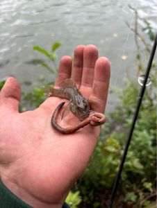Giant Goby
