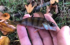 European Perch