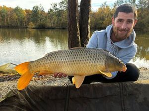 Common Carp