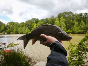 Common Carp