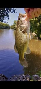Largemouth Bass