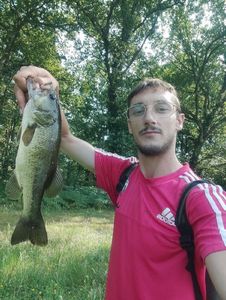 Largemouth Bass