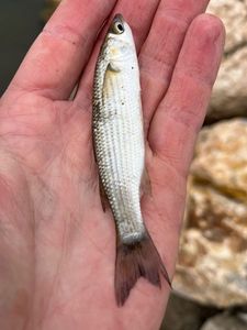 Golden grey mullet