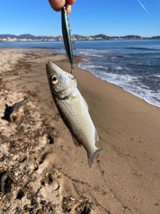 European Bass (Seabass)