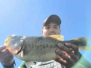 Largemouth Bass