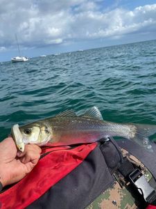 European Bass (Seabass)