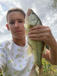 Largemouth Bass