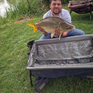 Mirror Carp