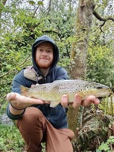 Brown Trout