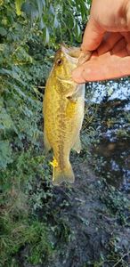 Smallmouth Bass
