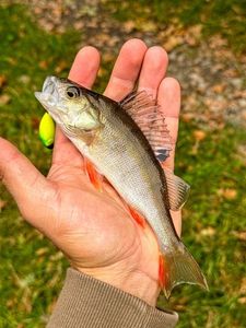 European Perch