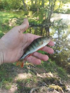 European Perch