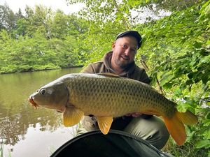 Common Carp