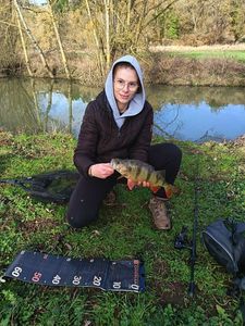 European Perch
