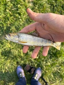 Brown Trout