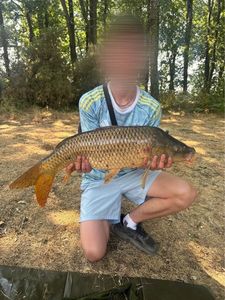 Common Carp