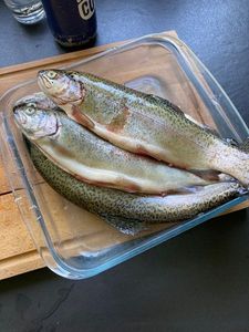 Rainbow Trout