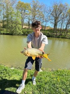 Common Carp