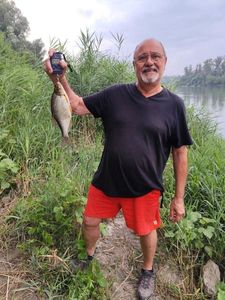 Common Bream