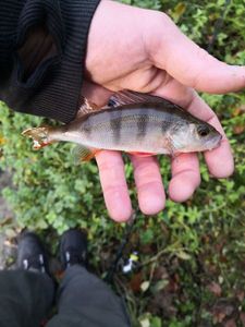 European Perch