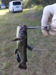 Black Bullhead